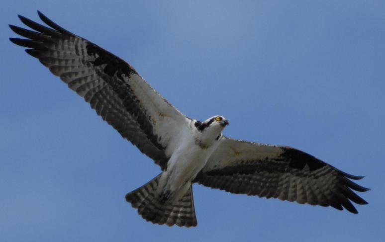 17 5-16-10 Male Osprey