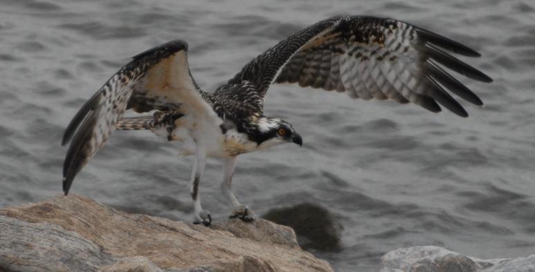 DSC_0168 chick rock (2)