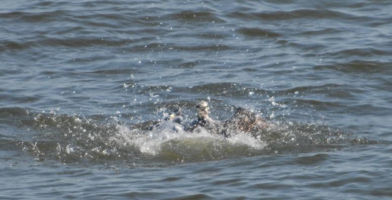 DSC_0307 chick dive 2 (2)