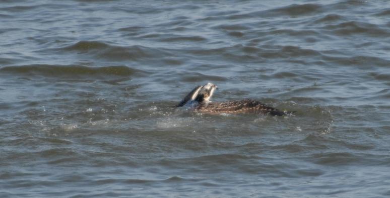 DSC_0311 chick dive 4 (2)