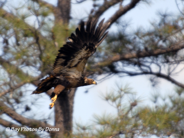 _DSC0092-2 4-30-11 1