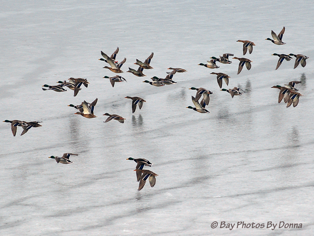 DSC_0183 2-3 1-18-09