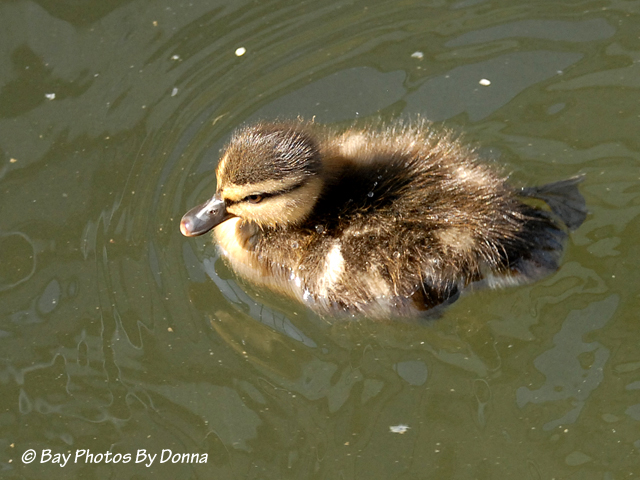 DSC_0337 1-2 6-21-10