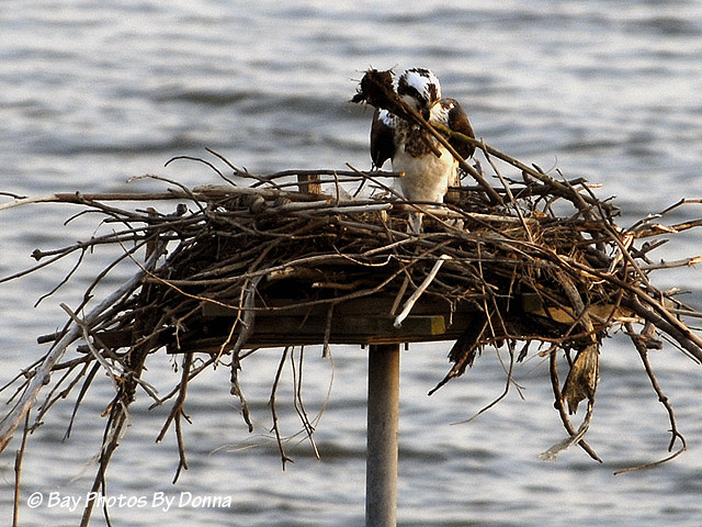 _DSC0005-1 3-20-11 3