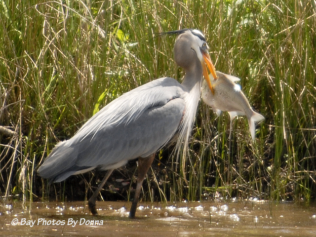 _DSC0025-1 4-30-11 BW