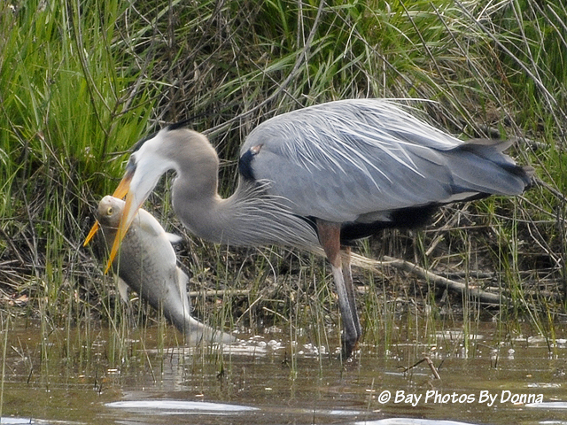 _DSC0047-1-1 4-30-11 BW