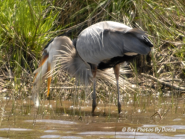 _DSC0054-1 4-30-11 BW