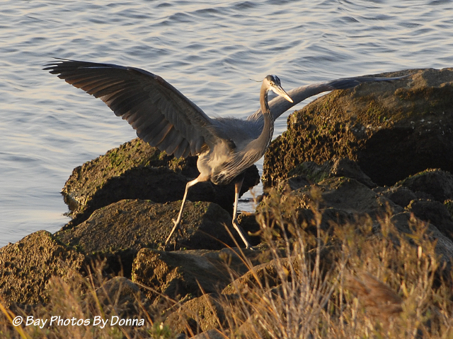 _DSC0060-1 11-18-10 H