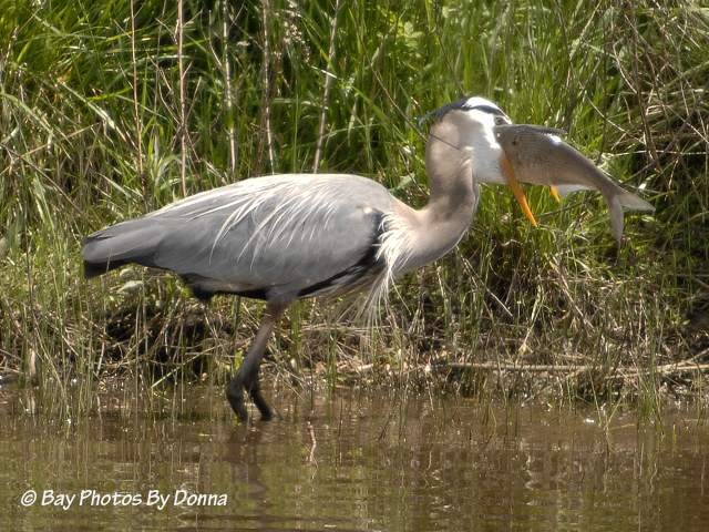 _DSC0079-1 4-30-11 BW