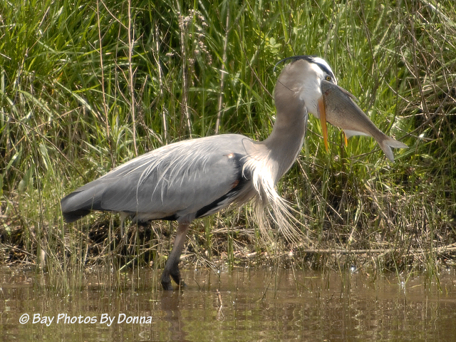 _DSC0081-1 4-30-11 BW