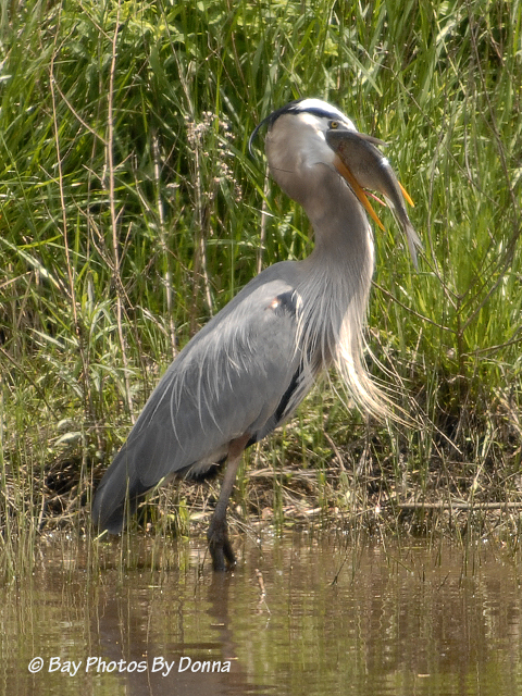 _DSC0082-1 4-30-11 BW