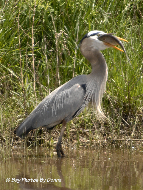 _DSC0083-1 4-30-11 BW