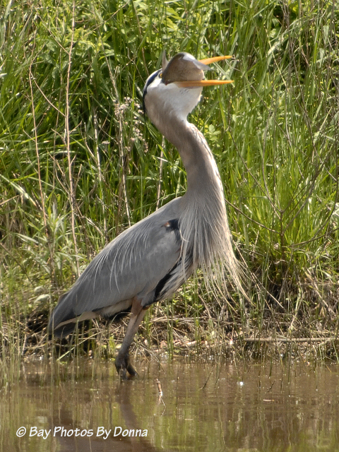 _DSC0084-1 4-30-11 BW
