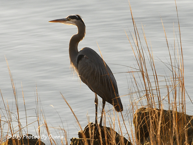 _DSC0090-1 11-18-10 H