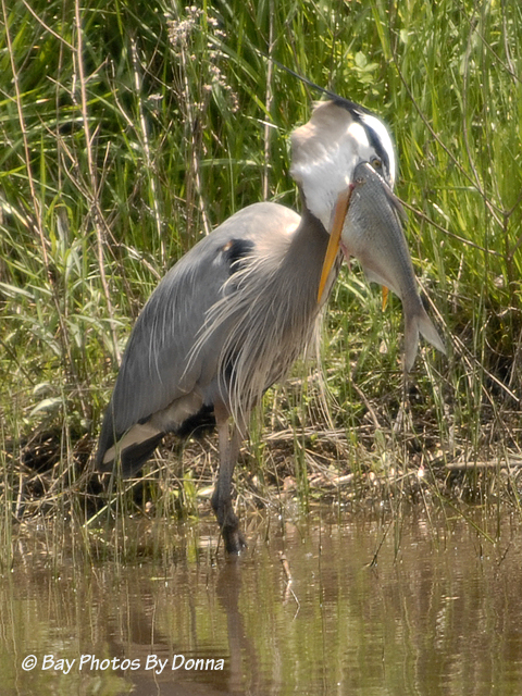 _DSC0090-1 4-30-11 BW