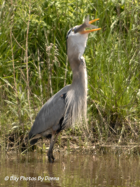 _DSC0091-1 4-30-11 BW