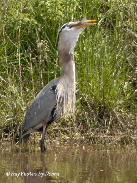 _DSC0092-1 4-30-11 BW