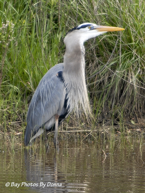 _DSC0097-1 4-30-11 BW
