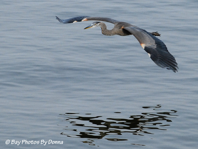 DSC_0026-1 8-21-10 H