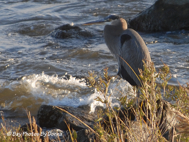 DSC_0033-1-1 11-2-10 H