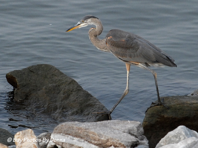 DSC_0056-1 8-21-10 H