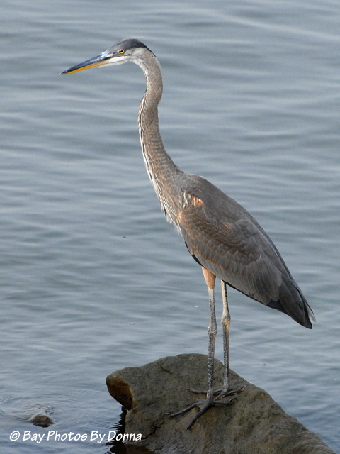 DSC_0076-1 8-21-10 H