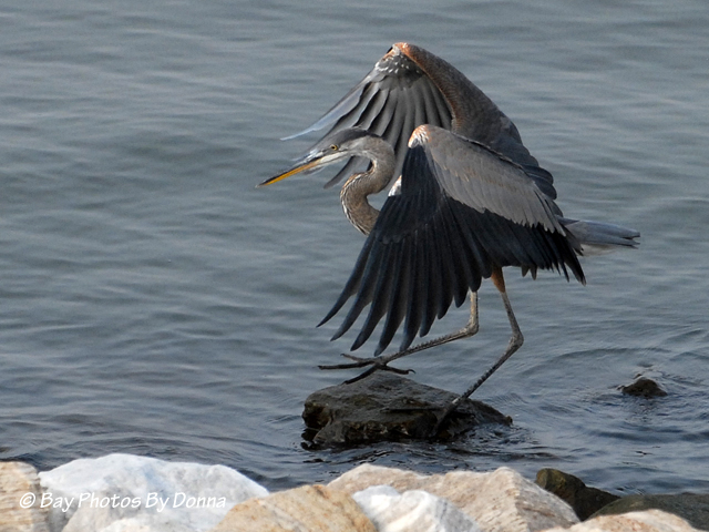 DSC_0079-1 8-21-10 H