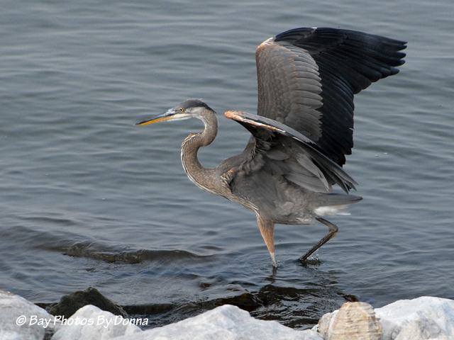 DSC_0084-1 8-21-10 H