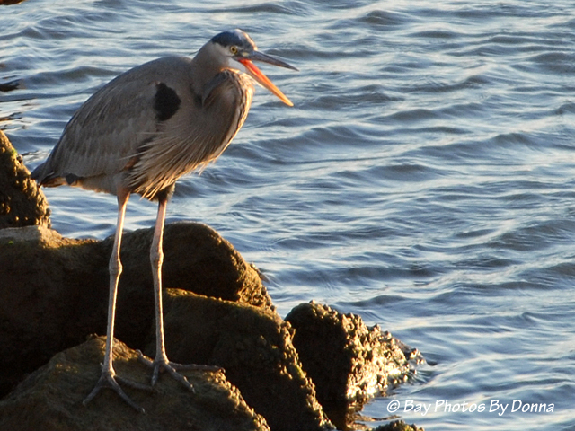 DSC_0095-1 11-1-10 H