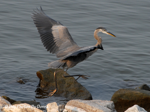 DSC_0124-1 8-21-10 H