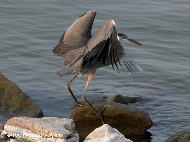 DSC_0125-1 8-21-10 H