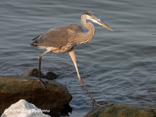 DSC_0128-1 8-21-10 H