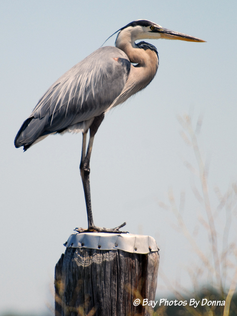 DSC_0144-1 7-4-10 HI