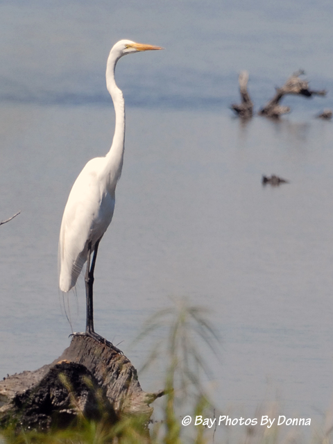 DSC_0155-1 7-4-10 HI E