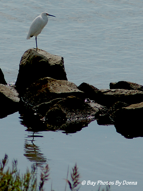 DSC_0156-2 10-4-08 E