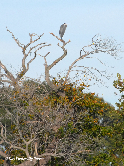 DSC_0160-1 9-11-10 H