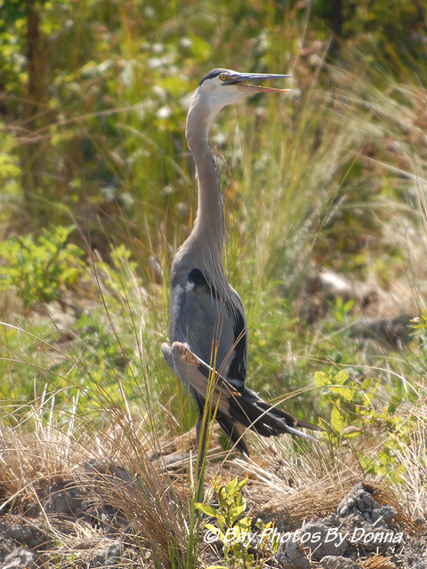 DSC_0165-1 7-4-10 BW