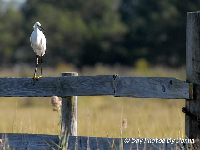 DSC_0296-1 9-18-10 BW E