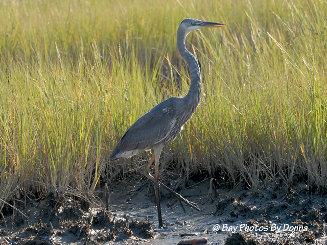 DSC_0329-1 9-18-10 BW