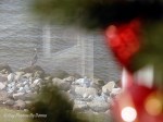 _DSC0003-02-1 12-10-11