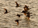 _DSC0014-2-1 12-10-11
