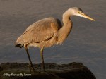 _DSC0018-1 12-24-11