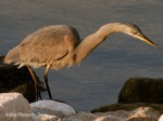 _DSC0019-1 12-24-11