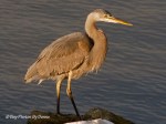 _DSC0020-1 12-24-11