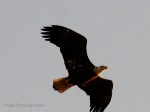 _DSC0020-2-1 12-10-11