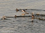 _DSC0026-1 12-31-11