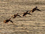 _DSC0028-2-1 12-10-11