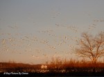_DSC0030-1 12-29-11