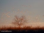 _DSC0031-1 12-29-11