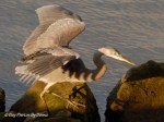 _DSC0032-1 12-24-11